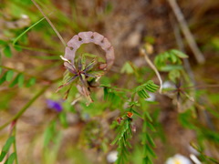 Hippocrepis multisiliquosa