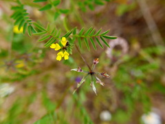 Hippocrepis multisiliquosa