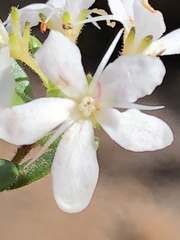 Agathosma planifolia