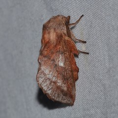 Phyllodesma occidentis