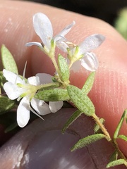 Agathosma planifolia