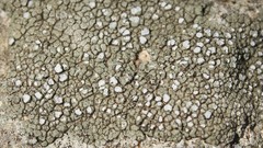 Circinaria hoffmanniana