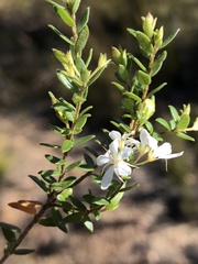 Agathosma planifolia