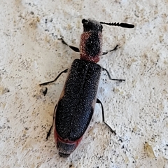 Monophylla terminata