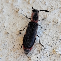 Monophylla terminata