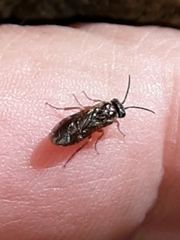 Periclista