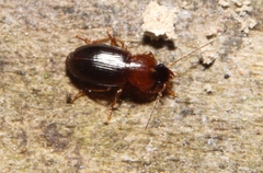 Agonoleptus thoracicus