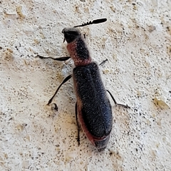 Monophylla terminata