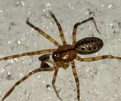 Stemonyphantes lineatus