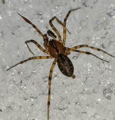 Stemonyphantes lineatus