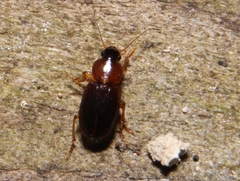 Agonoleptus thoracicus