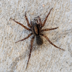 Varacosa