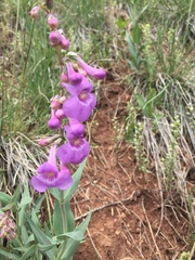 Penstemon secundiflorus