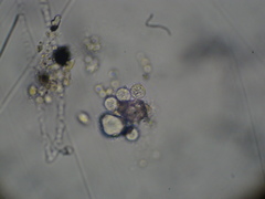 Chytridiomycota