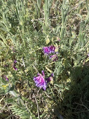 Vicia villosa