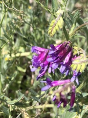 Vicia villosa