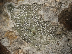 Circinaria hoffmanniana