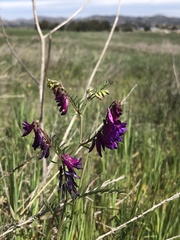 Vicia villosa