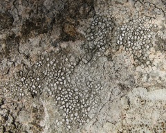 Circinaria hoffmanniana