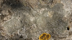 Circinaria hoffmanniana