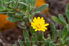 Calendula suffruticosa algarbiensis