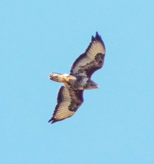 Buteo buteo