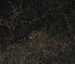 Genetta maculata