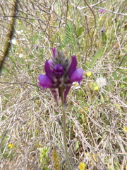 Linaria joppensis