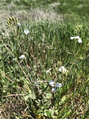 Raphanus sativus