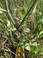 Raphanus sativus