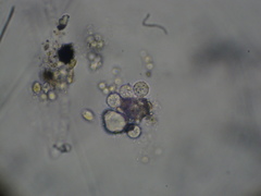 Chytridiomycota