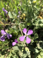 Raphanus sativus