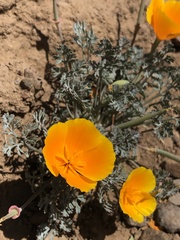 Eschscholzia californica