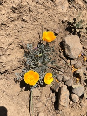 Eschscholzia californica