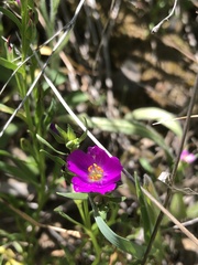 Calandrinia menziesii