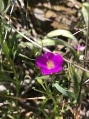 Calandrinia menziesii