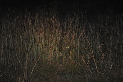 Genetta maculata