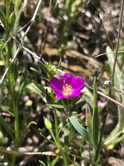 Calandrinia menziesii