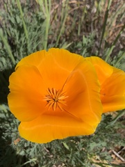 Eschscholzia californica
