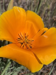 Eschscholzia californica