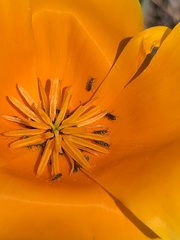 Eschscholzia californica