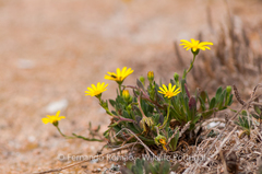 Calendula suffruticosa algarbiensis
