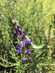 Lupinus truncatus
