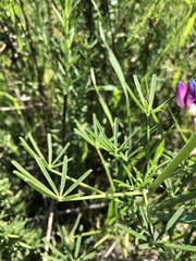 Lupinus truncatus