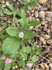 Stellaria media