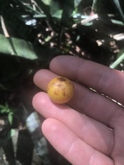 Byrsonima crassifolia