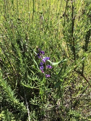 Lupinus truncatus