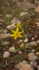 Narcissus assoanus assoanus