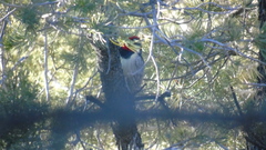 Sphyrapicus nuchalis