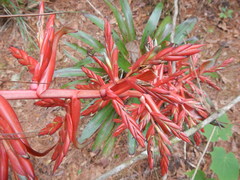 Tillandsia guatemalensis